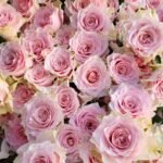 COUNTRY SPIRIT PEONIA