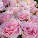 COUNTRY SPIRIT PEONIA - Image 3