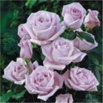 BLUE RIBBON - Image 3