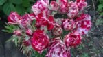 ARROW FOLIES - Image 2