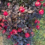 THE RED AND THE BLACK