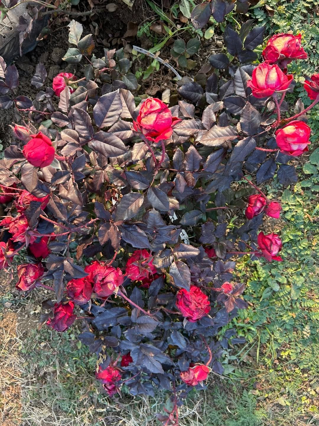 605501818_25258667820480644_8828777959850684415_n THE RED AND THE BLACK - Image 1