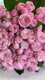 MANSFIELD PINK PARK - Image 2