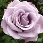 BLUE RIBBON