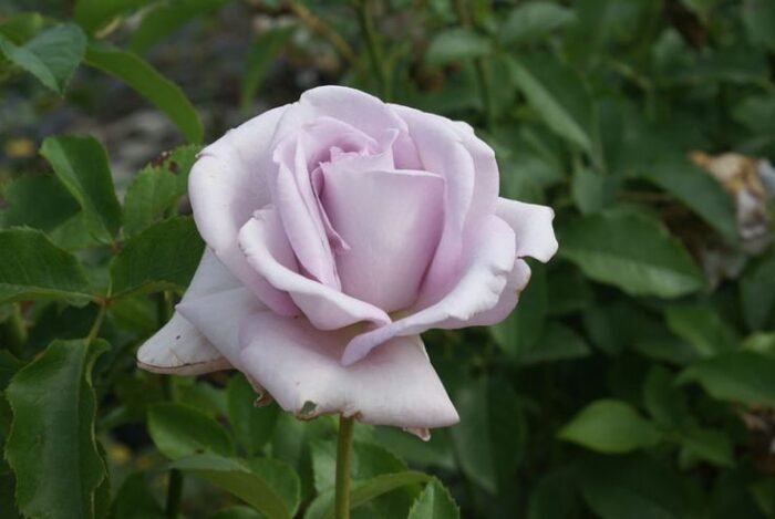 BLUE RIBBON - Image 4