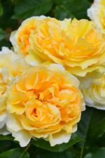 SICILIENNE - Image 4