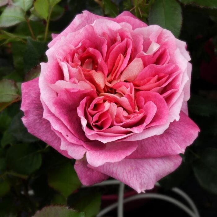 AGNES B - Image 8