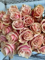 PINK AMARETTO - Image 2