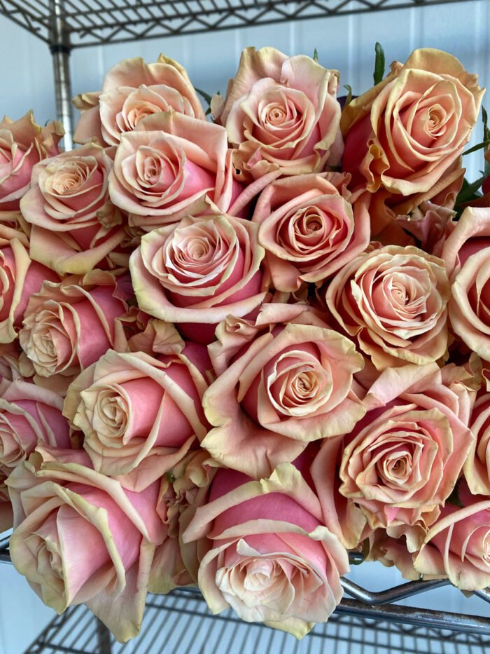 PINK AMARETTO - Image 2