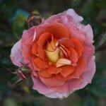 IRIS WEBB - Image 5