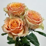 CARAMEL MACCHIATO - Image 6