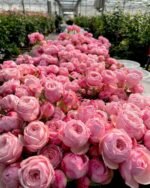 MANSFIELD PINK PARK