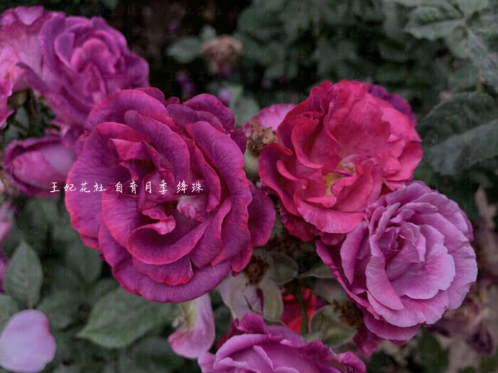 CRIMSON PEARL - Image 3