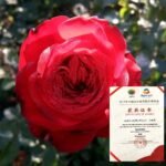 THE RED AND THE BLACK - Image 6