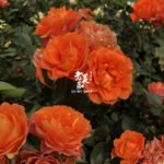 PALMA FOREVER - Image 3