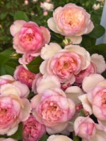 FAITH(MILI) - Image 6