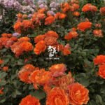 PALMA FOREVER - Image 4