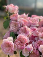 FAITH(MILI) - Image 11