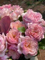 FAITH(MILI) - Image 9