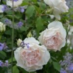 DAWN SKY (AUBE LEGERE)