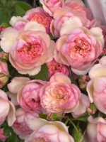 FAITH(MILI) - Image 2