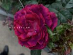CRIMSON PEARL - Image 2