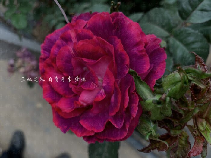 CRIMSON PEARL - Image 2
