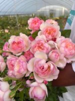 FAITH(MILI) - Image 4