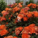 PALMA FOREVER - Image 2