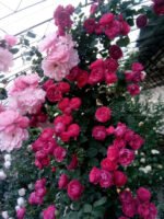 FLAMING MOUNTAIN - Image 7