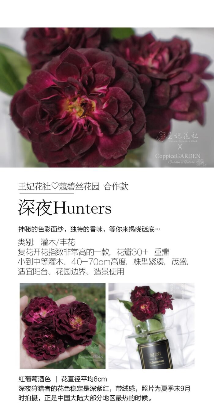 MIDNIGHT HUNTER - Image 4