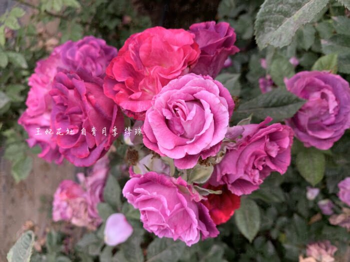 CRIMSON PEARL - Image 5