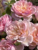 FAITH(MILI) - Image 5