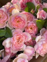 FAITH(MILI) - Image 3