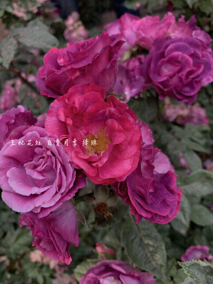 CRIMSON PEARL - Image 4