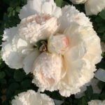 FAR WIND (YUAN FENG)