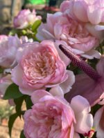 FAITH(MILI) - Image 12