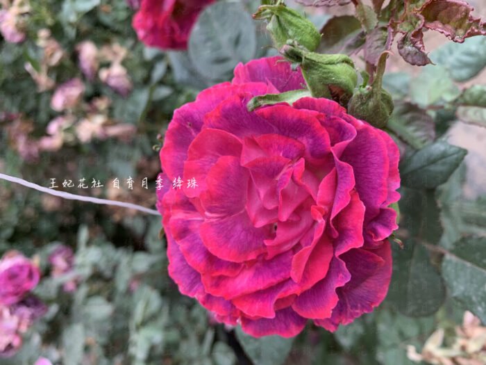 CRIMSON PEARL - Image 1