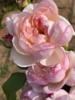 FAITH(MILI) - Image 8