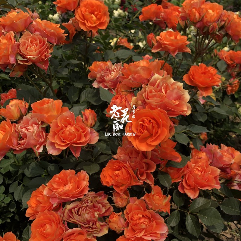 O1CN01xzhSKN1JZjhRkbcdW_!!410991043 PALMA FOREVER - Image 1