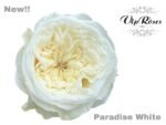 PARADISE WHITE - Image 2
