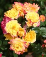 RAINBOWS END - Image 2