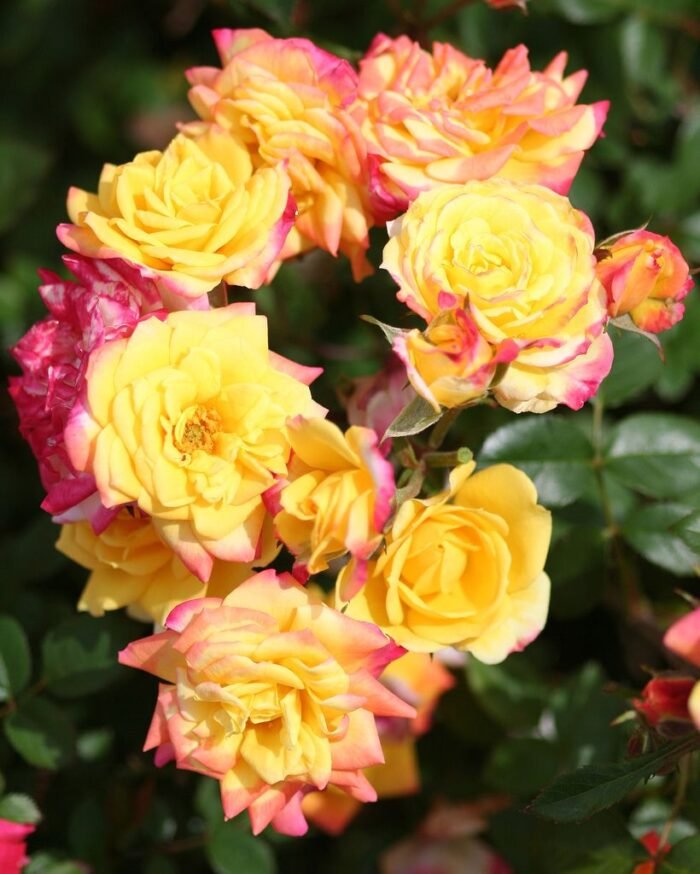 RAINBOWS END - Image 2