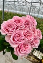 REBELLION PINK