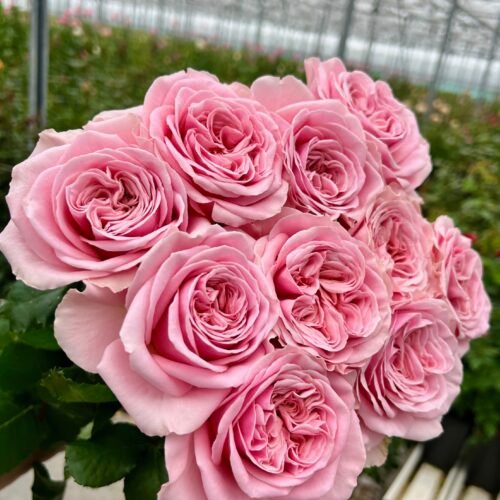 REBELLION PINK