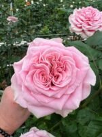 REBELLION PINK - Image 2