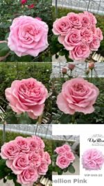 REBELLION PINK - Image 3
