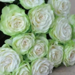 WAKANA - Image 2