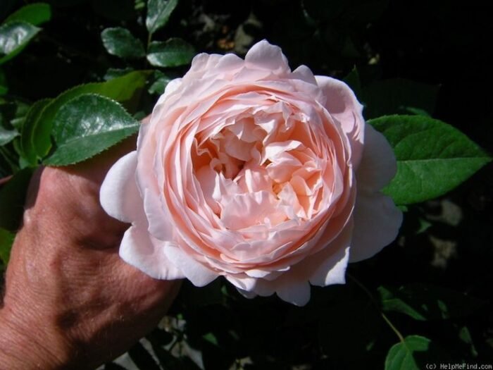 CRESSIDA - Image 2
