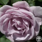 BLUE RIBBON - Image 2